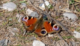 Bøtø_naturpark_2020-19-of-20