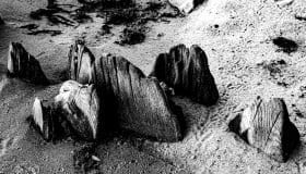 Ved Bregninge strand
