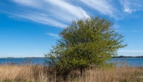 Falster_April_2020