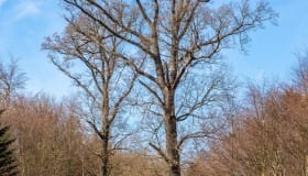 Falster_April_2020
