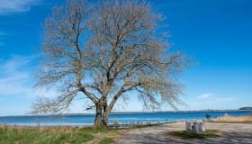 Falster_April_2020