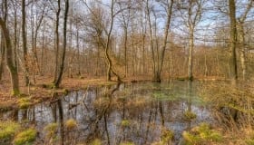 Fra Frejlev skov på Lolland
