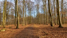 Fra Frejlev skov på Lolland