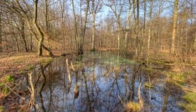 Fra Frejlev skov på Lolland