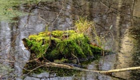 Fra Frejlev skov på Lolland