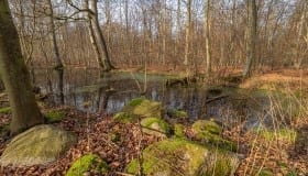 Fra Frejlev skov på Lolland