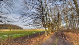 Fra Frejlev skov på Lolland