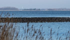 Fra Frejlev skov på Lolland
