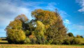 Fall_2020
