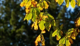 Fall_2020