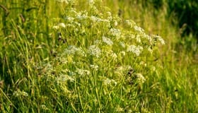 Ved-Groensund-8