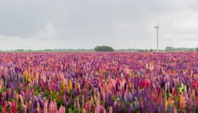 Fra Landet på Lolland