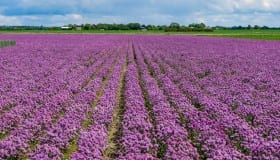 Fra Landet på Lolland