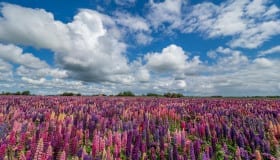 Fra Landet på Lolland