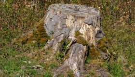 Merritskoven på Lolland