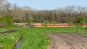 Tulipaner_paa_Lolland_2018-0041