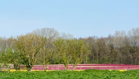 Tulipaner_paa_Lolland_2018-0043