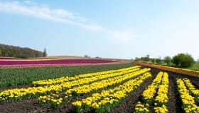 Tulipaner_paa_Lolland_2018-0045