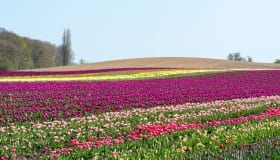 Tulipaner_paa_Lolland_2018-0047