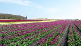 Tulipaner_paa_Lolland_2018-0050