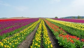 Tulipaner_paa_Lolland_2018-0056