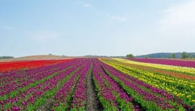 Tulipaner_paa_Lolland_2018-0062
