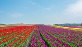Tulipaner_paa_Lolland_2018-0064