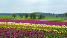 Tulipaner_paa_Lolland_2018-0070