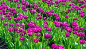 Tulipaner_paa_Lolland_2018-0074