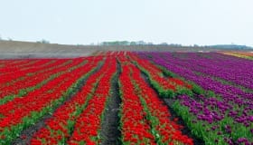 Tulipaner_paa_Lolland_2018-0078