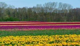 Tulipaner_paa_Lolland_2018-0081