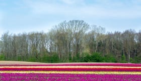 Tulipaner_paa_Lolland_2018-0097