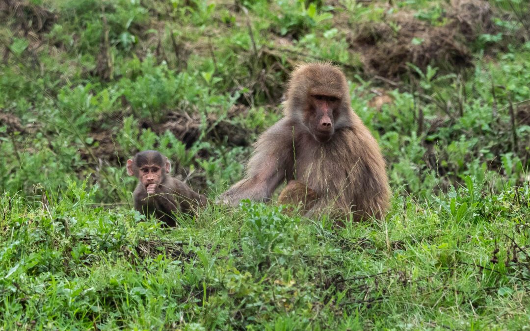 Knuthenborg juli 2025