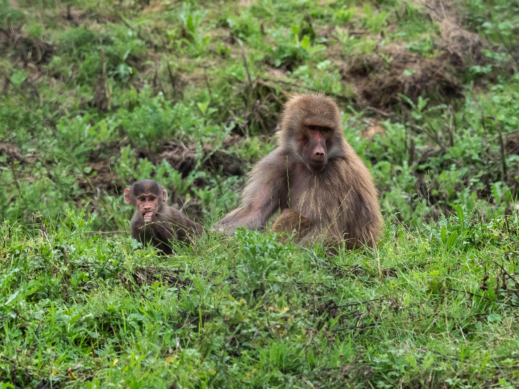 Knuthenborg juli 2025