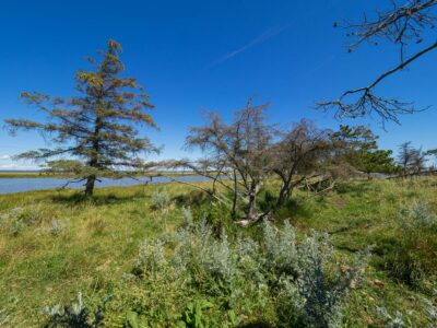 Saksfjed-Hyllekrog er et af Fugleværnsfondens største naturreservater. Området blev erhvervet i 1995 gennem Karen Krieger Fonden, der overlod administrationen af området til Fugleværnsfonden. Hele reservatet er en del af en større landskabsfredning, der blev fredet i 1989. Hyllekrog er et vildtreservat, og jagt er forbudt i hele bugten nord for Hyllekrogtangen. Derudover er Saksfjed-Hyllekrog også et EF-beskyttelsesområde og et Ramsarområde, hvilket vil sige et vådområde af internationeal betydning som levested for vandfugle.
