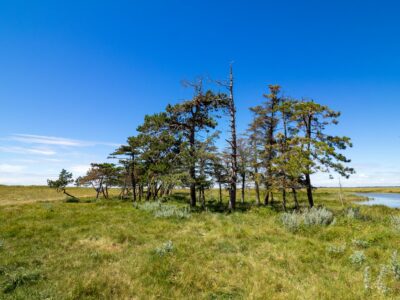 Saksfjed-Hyllekrog er et af Fugleværnsfondens største naturreservater. Området blev erhvervet i 1995 gennem Karen Krieger Fonden, der overlod administrationen af området til Fugleværnsfonden. Hele reservatet er en del af en større landskabsfredning, der blev fredet i 1989. Hyllekrog er et vildtreservat, og jagt er forbudt i hele bugten nord for Hyllekrogtangen. Derudover er Saksfjed-Hyllekrog også et EF-beskyttelsesområde og et Ramsarområde, hvilket vil sige et vådområde af internationeal betydning som levested for vandfugle.