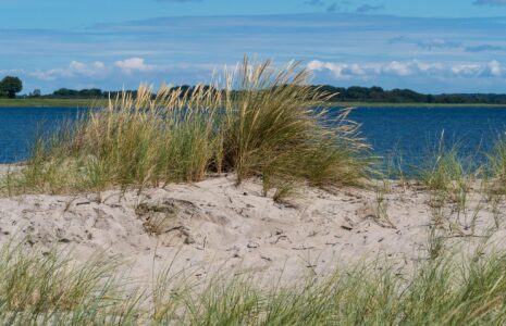 Saksfjed-Hyllekrog er et af Fugleværnsfondens største naturreservater. Området blev erhvervet i 1995 gennem Karen Krieger Fonden, der overlod administrationen af området til Fugleværnsfonden. Hele reservatet er en del af en større landskabsfredning, der blev fredet i 1989. Hyllekrog er et vildtreservat, og jagt er forbudt i hele bugten nord for Hyllekrogtangen. Derudover er Saksfjed-Hyllekrog også et EF-beskyttelsesområde og et Ramsarområde, hvilket vil sige et vådområde af internationeal betydning som levested for vandfugle.