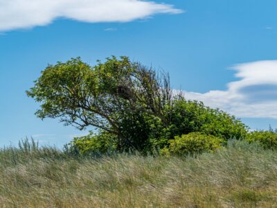 Saksfjed-Hyllekrog er et af Fugleværnsfondens største naturreservater. Området blev erhvervet i 1995 gennem Karen Krieger Fonden, der overlod administrationen af området til Fugleværnsfonden. Hele reservatet er en del af en større landskabsfredning, der blev fredet i 1989. Hyllekrog er et vildtreservat, og jagt er forbudt i hele bugten nord for Hyllekrogtangen. Derudover er Saksfjed-Hyllekrog også et EF-beskyttelsesområde og et Ramsarområde, hvilket vil sige et vådområde af internationeal betydning som levested for vandfugle.