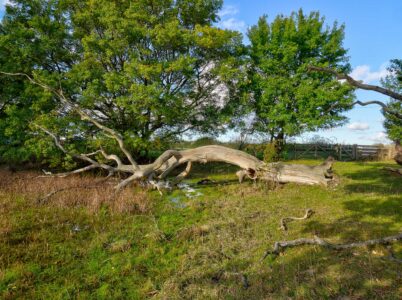 Fra Skejten ved Fuglsang på Lolland