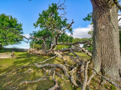 Fra Skejten ved Fuglsang på Lolland