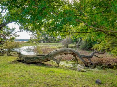 Fra Skejten ved Fuglsang på Lolland