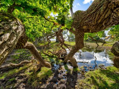 Fra Skejten ved Fuglsang på Lolland