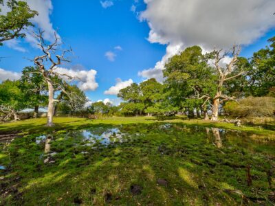 Fra Skejten ved Fuglsang på Lolland