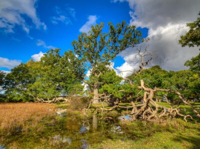 Fra Skejten ved Fuglsang på Lolland