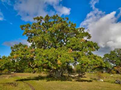 Fra Skejten ved Fuglsang på Lolland
